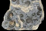 Ammonite (Promicroceras) Cluster - Marston Magna, England #176369-1
